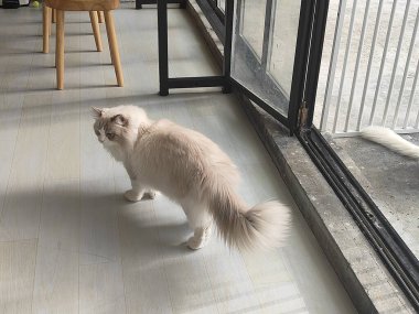 Uzun kuyruklu bir kedi ahşap bir zeminde yürüyor. Kedi pencereden dışarı bakıyor, muhtemelen dışarıdan bir şey izliyor.