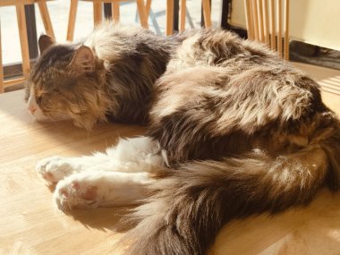 Bir kedi ahşap bir masanın üzerinde yatıyor. Kedi uzun saçlı ve beyaz pençeli.