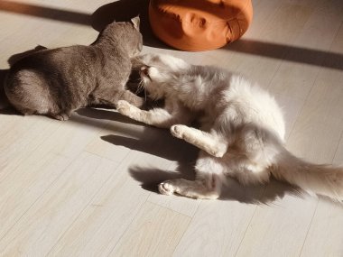 İki kedi yerde oynuyorlar, biri yerde yatıyor. Diğer kedi ayakta duruyor ve yere uzanmış kediye bakıyor.