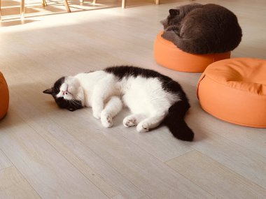 Bir kedi ahşap bir zeminde iki turuncu yastığın yanında uyuyor. Kedi siyah beyaz.