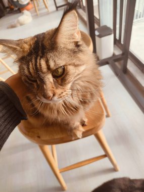 Bir kedi ahşap bir sandalyede oturuyor ve kafası yana eğilmiş. Kedi kameraya bakıyor gibi görünüyor, muhtemelen meraklıdır ya da fotoğrafı çeken kişinin ilgisini çekmiştir.
