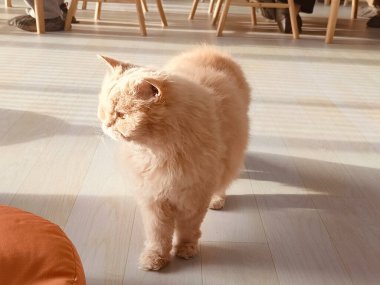 Uzun kürklü bir kedi ahşap bir zeminde duruyor. Kedi kameraya bakıyor.