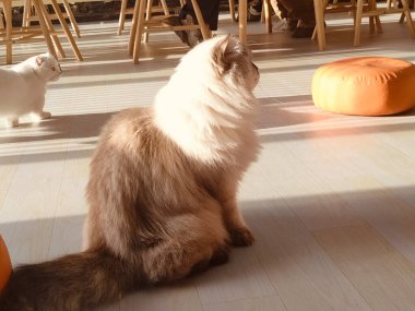 Uzun kuyruklu bir kedi bir sandalyenin önünde yerde oturuyor. Kedi uzaktaki bir şeye bakıyor.