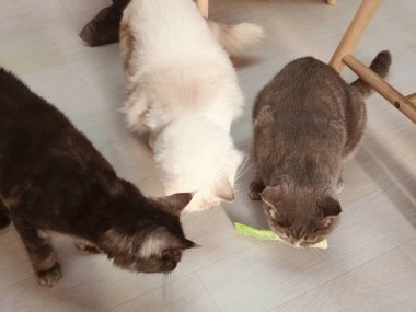 Üç kedi yeşil bir oyuncakla oynuyorlar. Kedilerden biri siyah, biri beyaz ve diğeri gri.