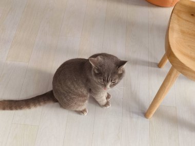 Bir kedi ahşap bir sandalyede oturuyor. Sandalye boş. Kedi yerde bir şeye bakıyor.