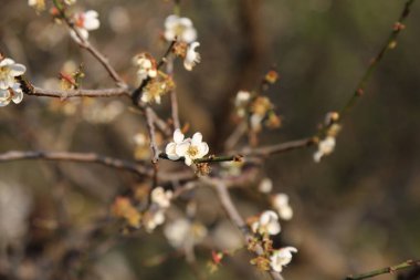 Ön planda beyaz çiçekli bir ağaç var. Çiçekler küçük ve beyaz, ve ağaç dalları çıplak. Beyaz çiçekler narin olduğu için görüntü huzurlu ve huzurlu bir ruh haline sahip.