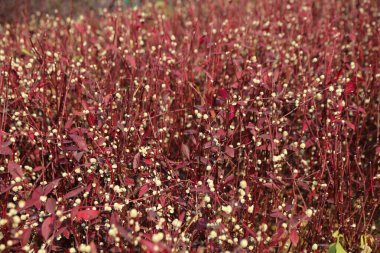 Önünde beyaz çiçekler olan kırmızı bir çiçek tarlası. Çiçekler tomurcuklandı, tarlalar yemyeşil oldu.
