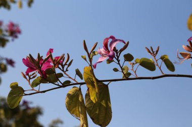 Üzerinde pembe çiçekler olan bir dal. Gökyüzü mavi