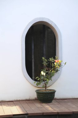 Küçük bir bitki ahşap bir güvertede yeşil bir tencerede oturuyor. Fabrika beyaz bir duvarla çevrilidir ve üzerindeki pencere açıktır. Bu da bitkinin üzerine güneş ışığının parlamasını sağlar.