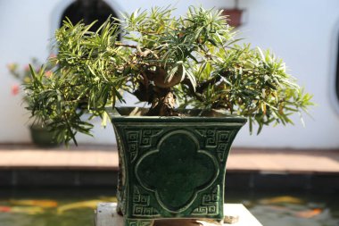 İçinde bitki olan yeşil bir çömlek bir çıkıntının üzerinde duruyor. Bitki bir bonsai ağacıdır, bir tencerede sık sık yetişen küçük bir ağaçtır. Tencere, çiçeğe benzeyen bir dizaynla süslenmiş.