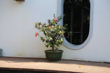 Bir tencerede küçük yeşil bir bitki ahşap bir güvertede oturur. Bitki beyaz bir duvarla çevrili ve yakınlarda bir pencere var. Sahnenin huzurlu ve huzurlu bir atmosferi var.