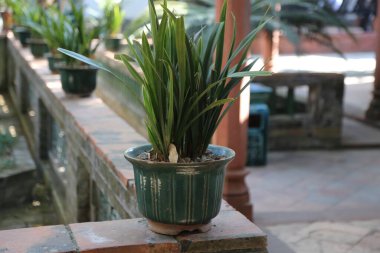 Yeşil bir saksıda yeşil bir bitki tuğla bir duvarda duruyor. Bitki küçük bir kapta ve bir çıkıntıya konur.