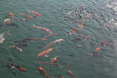 Büyük bir balık grubu bir su kütlesi içinde yüzüyor. Su yeşildir ve balık turuncu ve siyah da dahil olmak üzere çeşitli renklerdedir.