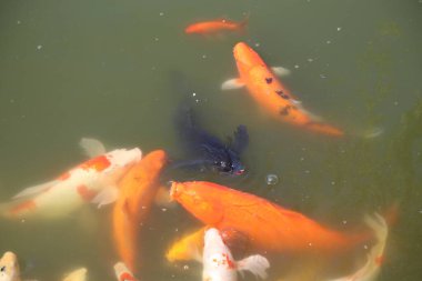 Bir grup balık, bir grup siyah balıkla birlikte bir gölette yüzüyor. Gölet yeşil ve bulanık, ve balıklar tüm suya dağılmış.