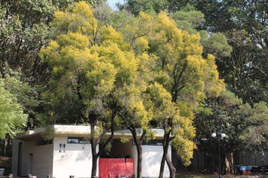 Önünde kırmızı bir kapı ve ağaç olan beyaz bir bina. Ağaç bir çitle çevrili.