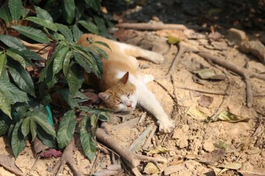 Bir kedi bazı yaprakların yanında yerde yatıyor. Kedi uyuyor ve rahatlamış.