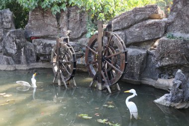İki su tekerleği ve iki kuşu olan bir gölet. Su bulanık ve kuşlar beyaz.