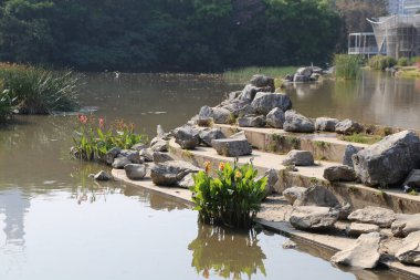 Kaya duvarı ve bitkileri olan bir gölet. Su bulanık ve bitkiler kayalarda yetişiyor.