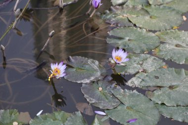 İki mor çiçek bir göletin yüzeyinde yüzüyor. Gölet yeşil yapraklarla çevrili ve sakin ve huzurlu bir atmosferi var.