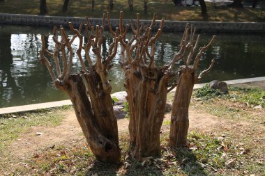 Three dead trees are standing in a grassy area near a body of water. The trees are bare and have no leaves, giving the scene a desolate and abandoned feeling clipart