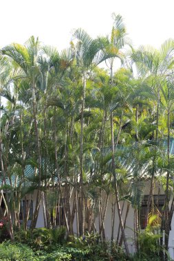 Bir sıra palmiye ağacı bir evin önünde dizilmiştir. Ağaçlar uzun ve yeşil, verimli ve tropikal bir atmosfer yaratıyorlar.