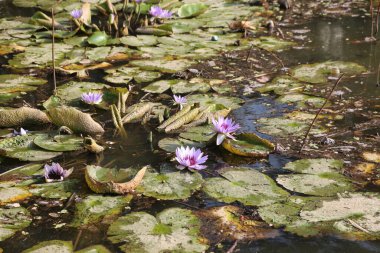Yüzeyinde birkaç mor çiçeğin yüzdüğü bir gölet. Su bulanık ve çiçekler solmuş.