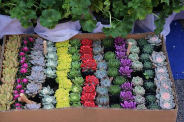 Çeşitli renk ve boylarda çeşitli bitkilerle dolu bir kutu. Bitkiler sıra sıra dizilir ve bir kutuya yerleştirilir.