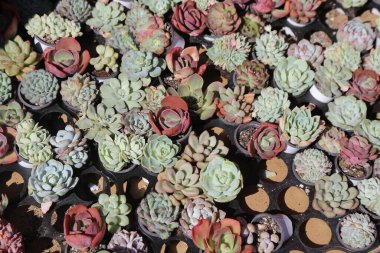 Farklı boylarda ve renklerde bir sürü saksı bitkisi. Bitkiler öyle bir düzenlenmiş ki, sanki bahçedeymiş gibi görünüyorlar.