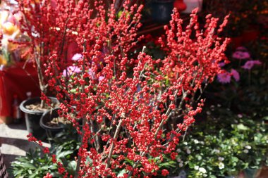 Kırmızı böğürtlenli kırmızı bir çalı bir bahçede. Çalılık birkaç saksı bitkisi de dahil olmak üzere diğer bitkilerle çevrilidir. Bahçede neşeli ve renkli bir atmosfer var.