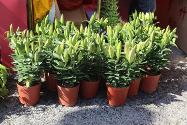 Yeşil yapraklı bir sıra saksı bitkisi bir çakıl yüzeyinde oturur. Bitkiler çeşitli boyutlarda ve düzenli bir sıra halinde dizilmişler.