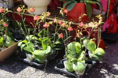 Bir sıra kırmızı çiçekli saksı bitkisi kaldırımda oturur. Bitkiler plastik kaplarda ve düzgün bir sıra halinde dizilmişler.