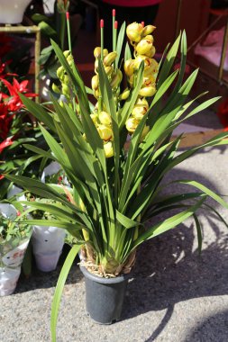 Sarı çiçekli bir bitki kaldırımda oturuyor. Bitki diğer bitkiler ve çiçeklerle çevrili. Renkli ve canlı bir manzara yaratıyor.