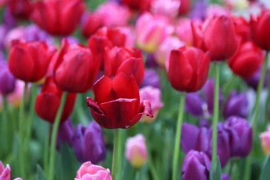 Bir tarlada bir demet kırmızı ve mor çiçek var. En göze çarpanı kırmızı çiçeklerdir.