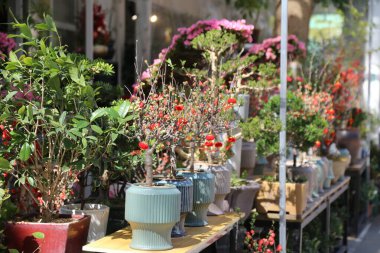 Bir mağazanın dışındaki masada bir sıra saksı bitkisi sergilenir. Bitkiler, bazıları kırmızı çiçekli olmak üzere çeşitli boyutlarda ve renklerdedir. Tazelik ve doğal güzellik kavramı