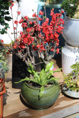 İçinde bitki olan yeşil bir vazo ahşap bir masanın üzerinde duruyor. Bitki kırmızı ve yeşil yaprakları var. Vazo beyaz bir saksı bitkisinin önüne konur.