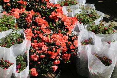 Beyaz plastik torbalarda bir demet kırmızı çiçek var. Çiçekler sıralanır ve hepsi aynı yöne doğru sıralanır.