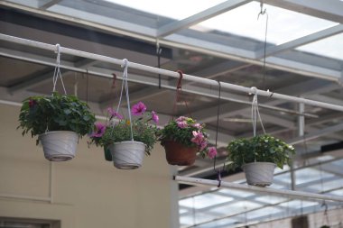 Farklı boylarda ve renklerde dört saksı bitkisi. Bitkiler metal bir çubuğa asılıyor ve düzenleme bir denge ve uyum hissi yaratıyor.