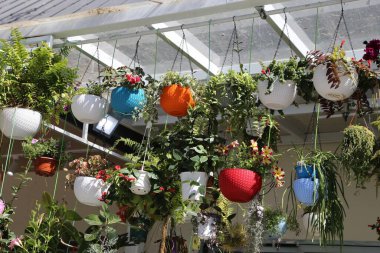 Çeşitli saksı bitkileri tavandan sarkıyor, bazıları renkli, bazıları da yeşil renkli. Bitkiler, bolluk ve yaşam hissi yaratacak şekilde düzenlenmiştir.