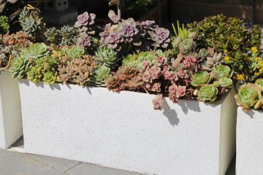 Sulu bitkiler ve çiçekler de dahil olmak üzere çeşitli bitkileri olan beyaz bir bitki yetiştiricisi. Bitkiler bir uyum ve denge hissi yaratacak şekilde düzenlenmiştir.