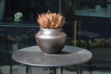 Pencerenin önündeki bir masanın üzerinde küçük bir bitki oturuyor. Bitki bir vazonun içinde ve birkaç bitkiyle çevrili. Masa metalden yapılmıştır ve bir pencerenin önüne yerleştirilir.