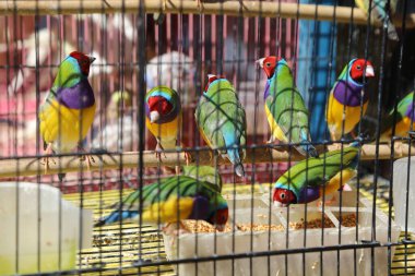 İçinde renkli kuşların olduğu bir kafes. Kuşlar farklı renkte ve boyutlarda. Kafes mavi duvarlı bir odaya konur.