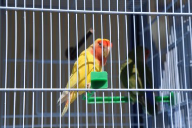 Sarı bir kuş kafesteki yeşil bir levrekte oturuyor. Kafes kablodan yapılmış ve yeşil-beyaz bir renk şeması var.