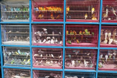 İçinde bir sürü farklı renkli kuşların olduğu bir dizi kuş kafesi. Kafesler mavi ve pembe.
