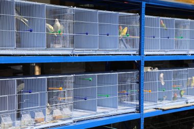 İçinde kuşlar olan bir dizi kuş kafesi. Kafesler mavi ve beyaz. Kuşlar farklı boyutlarda ve renklerdedir.