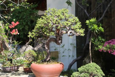 Uzun gövdeli büyük bir ağaç verandadaki bir tencerede. Ağaç diğer bitki ve çiçeklerle çevrilidir. Huzurlu ve huzurlu bir atmosfer yaratır.