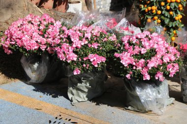 Plastik torbalarda üç pembe çiçek kaldırımda. Çiçekler pembe ve beyaz ve sıralanmış.