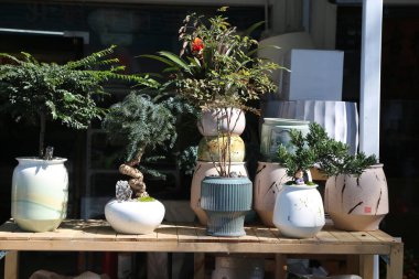 Uzun bir ağaç ve küçük bir ağaç da dahil olmak üzere çeşitli saksı bitkilerinin olduğu bir masa. Bitkiler farklı boyutlarda ve renklerde sıralanarak görsel olarak çekici bir görüntü oluştururlar.