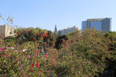 Birkaç kırmızı çiçek ve mavi gökyüzü olan yemyeşil bir tarla. Çiçekler tam çiçeklendi ve gökyüzü açık.