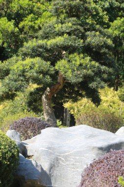 Uzun gövdeli büyük bir ağaç bir kayanın önünde büyüyor. Kaya çalılar ve bitkilerle çevrili. Sahnenin huzurlu ve huzurlu bir atmosferi var.