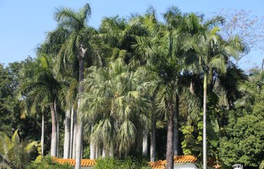 Saflar halinde dizilmiş hurmalıklar, bir kısmı diğer bir kısmına göre daha uzundur. Ağaçlar yemyeşil ve yemyeşil. Görüntünün genel havası huzurlu ve huzurlu.